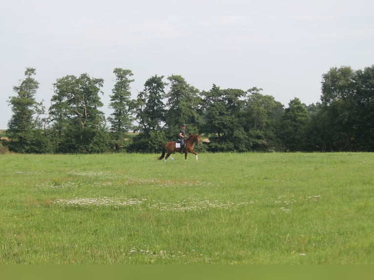 Hannoveriano Caballo castrado 3 años 165 cm Alazán in Hepstedt