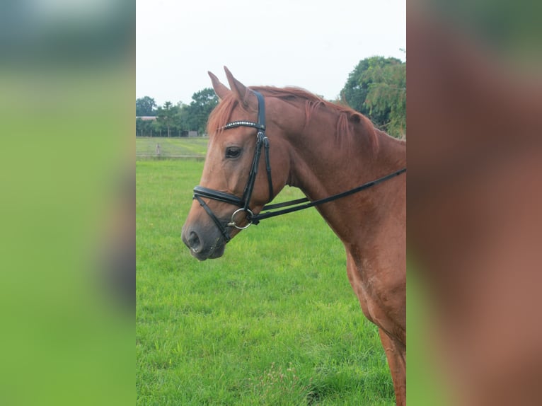 Hannoveriano Caballo castrado 3 años 165 cm Alazán in Hepstedt