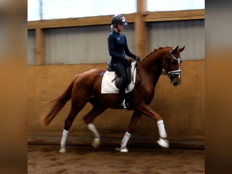 Hannoveriano Caballo castrado 3 años 165 cm Alazán in Fredenbeck