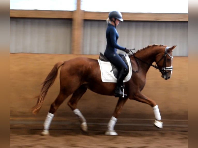 Hannoveriano Caballo castrado 3 años 165 cm Alazán in Fredenbeck