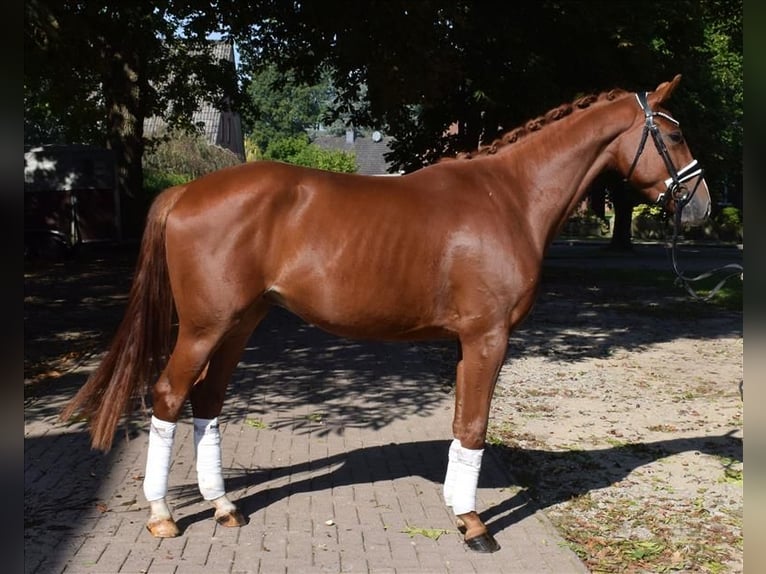 Hannoveriano Caballo castrado 3 años 165 cm Alazán in Fredenbeck