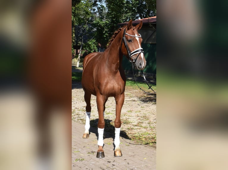 Hannoveriano Caballo castrado 3 años 165 cm Alazán in Fredenbeck