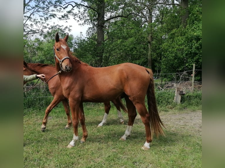 Hannoveriano Caballo castrado 3 años 165 cm Alazán in Osten