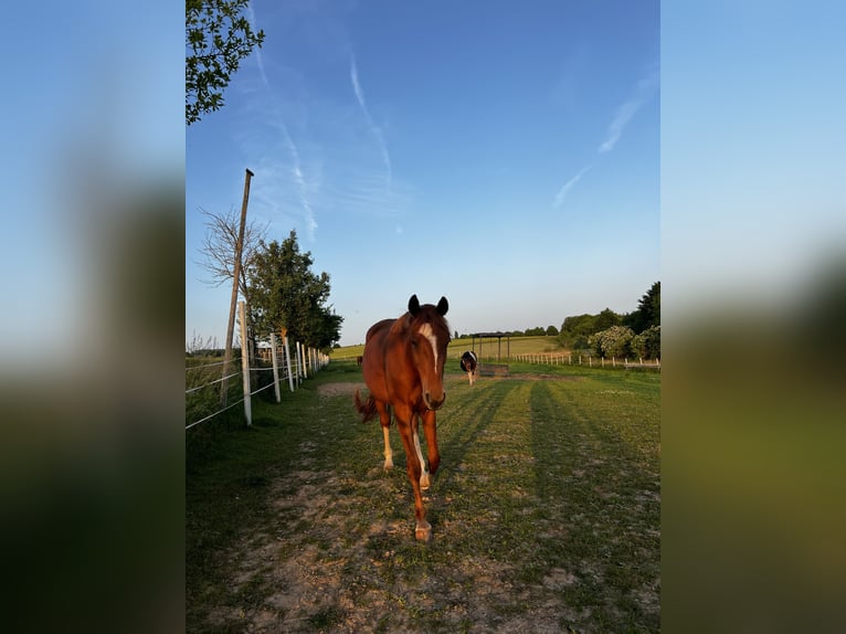 Hannoveriano Caballo castrado 3 años 165 cm Alazán in Bad Lauterberg im Harz
