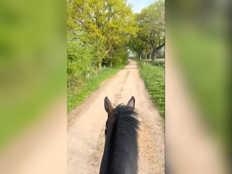 Hannoveriano Caballo castrado 3 años 165 cm Castaño in Itzehoe