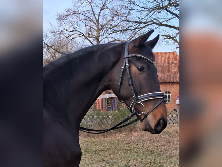 Hannoveriano Caballo castrado 3 años 165 cm Castaño in Nienhagen