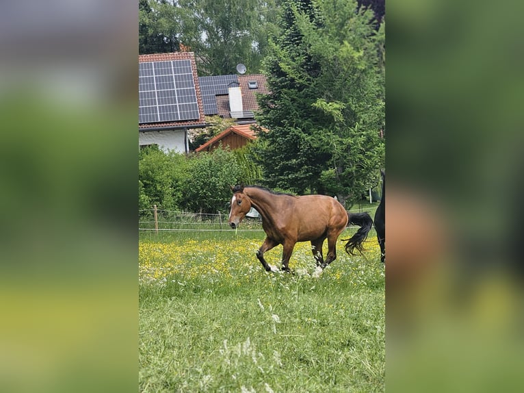 Hannoveriano Caballo castrado 3 años 165 cm Castaño in Dießen am Ammersee