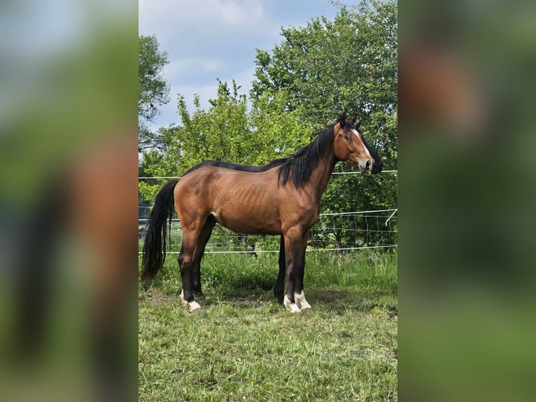Hannoveriano Caballo castrado 3 años 165 cm Castaño in Dießen am Ammersee