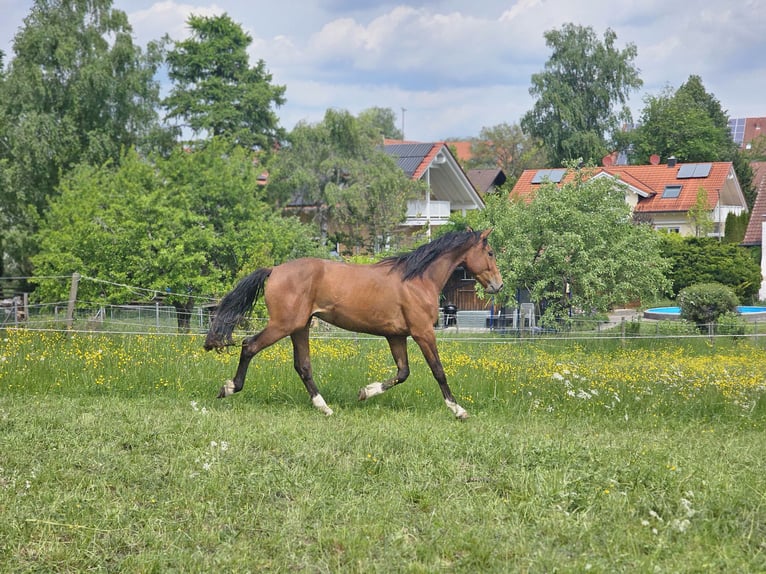 Hannoveriano Caballo castrado 3 años 165 cm Castaño in Dießen am Ammersee