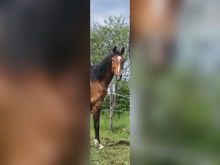 Hannoveriano Caballo castrado 3 años 165 cm Castaño in Dießen am Ammersee