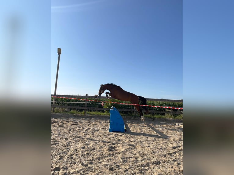 Hannoveriano Caballo castrado 3 años 165 cm Castaño in Die&#xDF;en am Ammersee