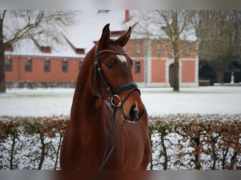 Hannoveriano Caballo castrado 3 años 165 cm Castaño in Celle