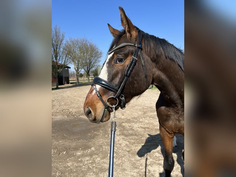 Hannoveriano Caballo castrado 3 años 165 cm Castaño in Wedemark