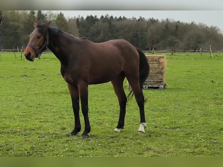 Hannoveriano Caballo castrado 3 años 165 cm Castaño claro in Surwold