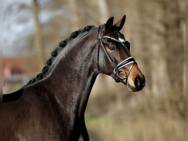 Hannoveriano Caballo castrado 3 años 165 cm Castaño oscuro in Steinfurt