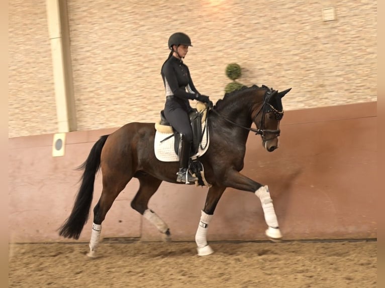 Hannoveriano Caballo castrado 3 años 165 cm Castaño oscuro in Wehringen