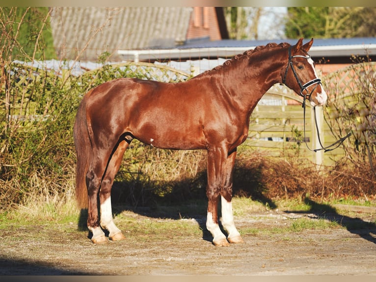 Hannoveriano Caballo castrado 3 años 165 cm Castaño oscuro in Hohenfelde