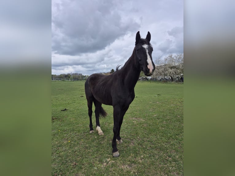 Hannoveriano Caballo castrado 3 años 165 cm Castaño oscuro in Waschow