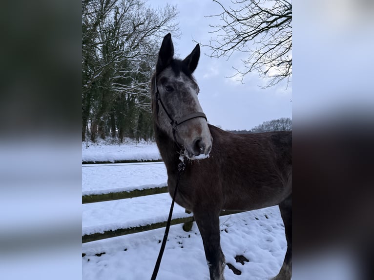 Hannoveriano Caballo castrado 3 años 165 cm Musgo in Horneburg