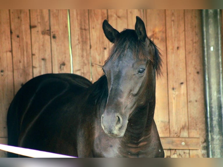 Hannoveriano Caballo castrado 3 años 165 cm Negro in Tübingen