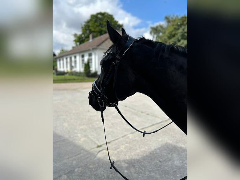 Hannoveriano Caballo castrado 3 años 165 cm Negro in Malente