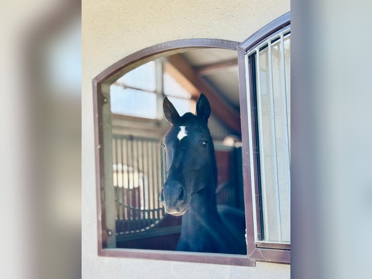 Hannoveriano Caballo castrado 3 años 165 cm Negro in Kaarst
