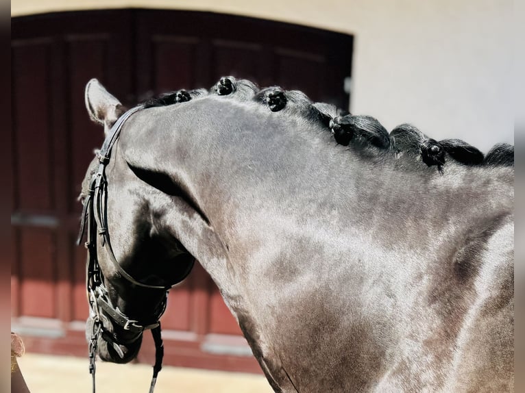 Hannoveriano Caballo castrado 3 años 165 cm Negro in Kaarst