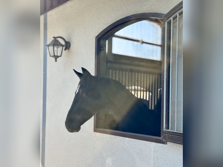 Hannoveriano Caballo castrado 3 años 165 cm Negro in Kaarst