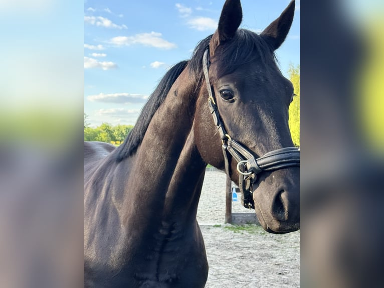 Hannoveriano Caballo castrado 3 años 165 cm Negro in Thedinghausen
