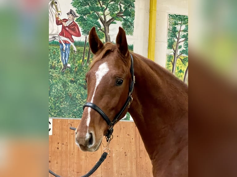 Hannoveriano Caballo castrado 3 años 166 cm Alazán in Rees