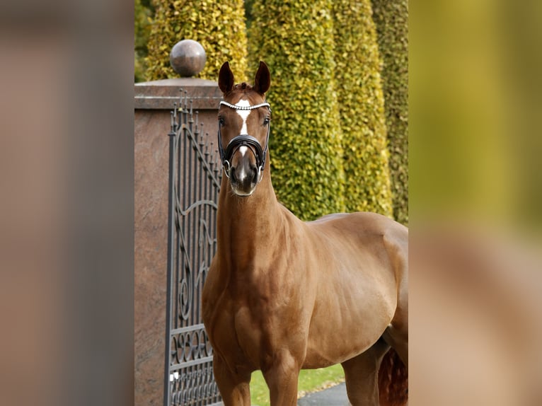 Hannoveriano Caballo castrado 3 años 166 cm Alazán in Steinfurt