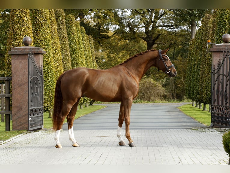 Hannoveriano Caballo castrado 3 años 166 cm Alazán in Steinfurt