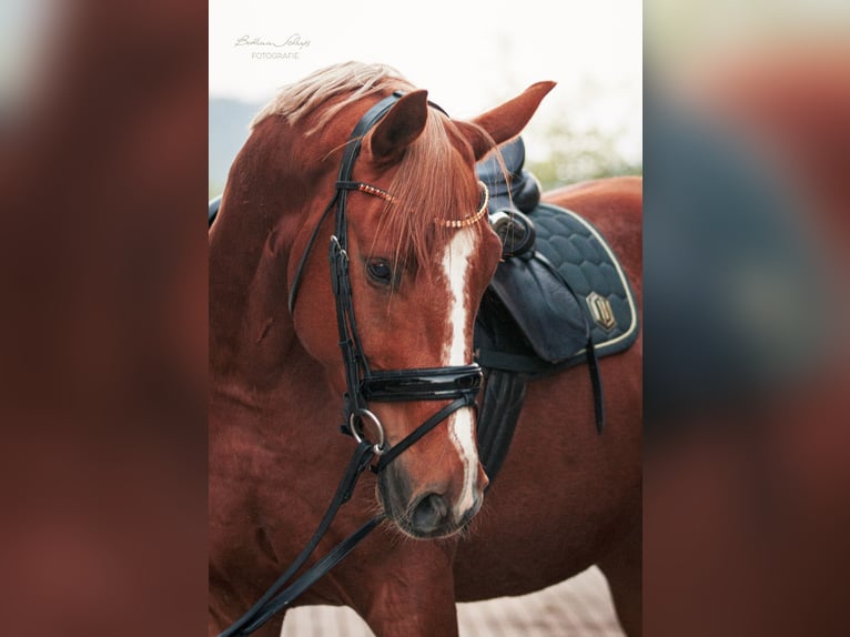 Hannoveriano Caballo castrado 3 años 166 cm Alazán in Herbstein