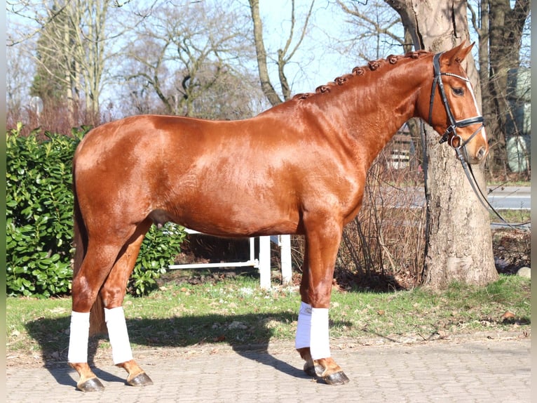 Hannoveriano Caballo castrado 3 años 166 cm Alazán in Selsingen