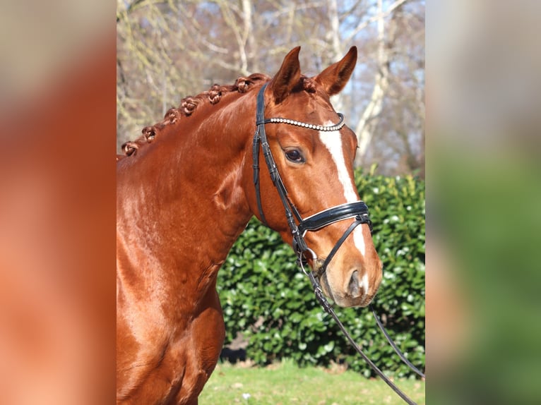 Hannoveriano Caballo castrado 3 años 166 cm Alazán in Selsingen