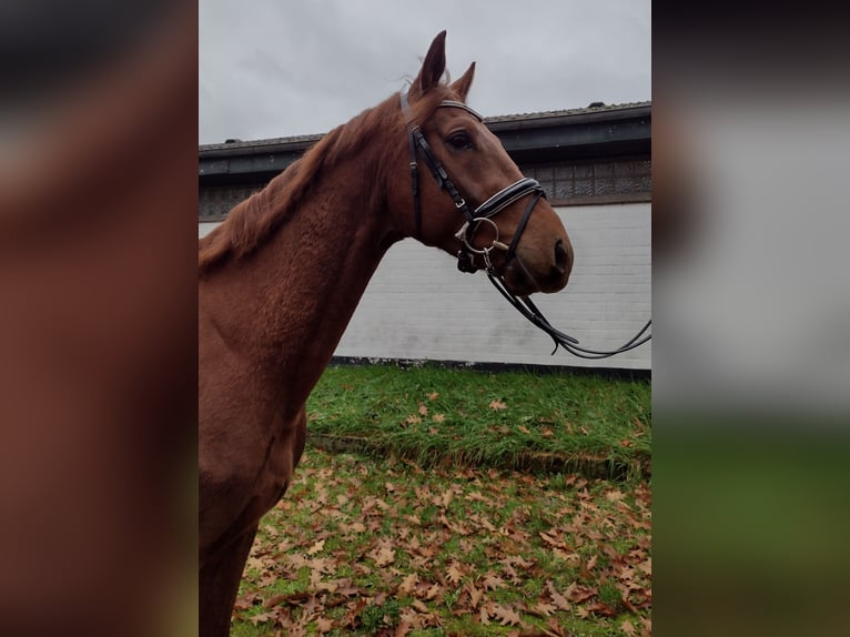 Hannoveriano Caballo castrado 3 años 166 cm Alazán-tostado in Viöl