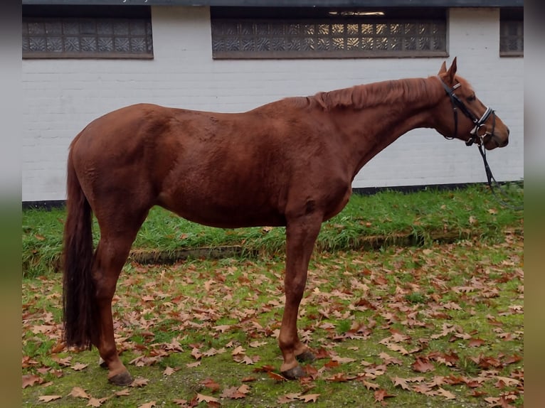 Hannoveriano Caballo castrado 3 años 166 cm Alazán-tostado in Viöl