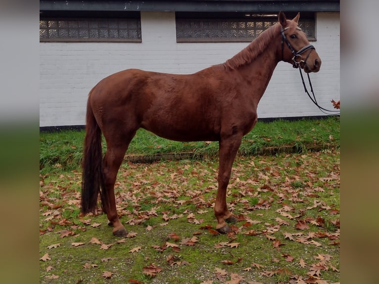 Hannoveriano Caballo castrado 3 años 166 cm Alazán-tostado in Viöl