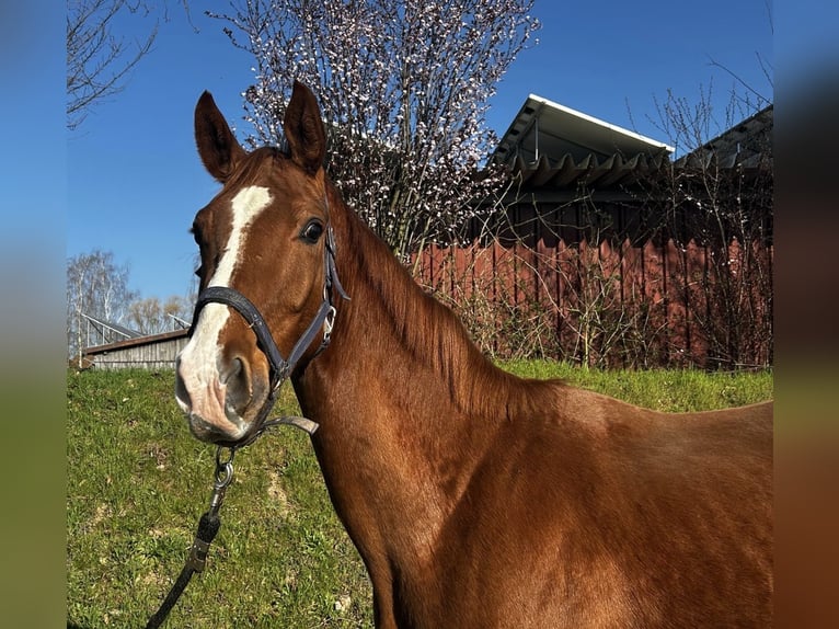 Hannoveriano Caballo castrado 3 años 166 cm Alazán-tostado in Neustadt am R&#xFC;benberge