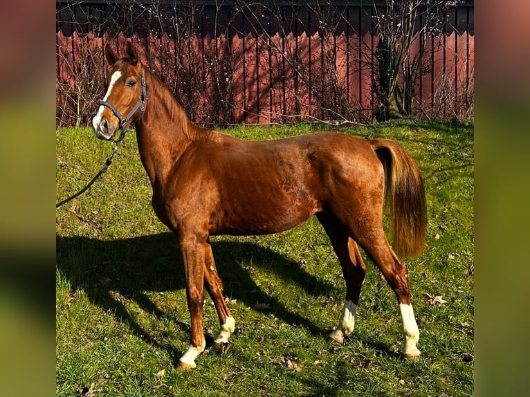 Hannoveriano Caballo castrado 3 años 166 cm Alazán-tostado in Neustadt am R&#xFC;benberge