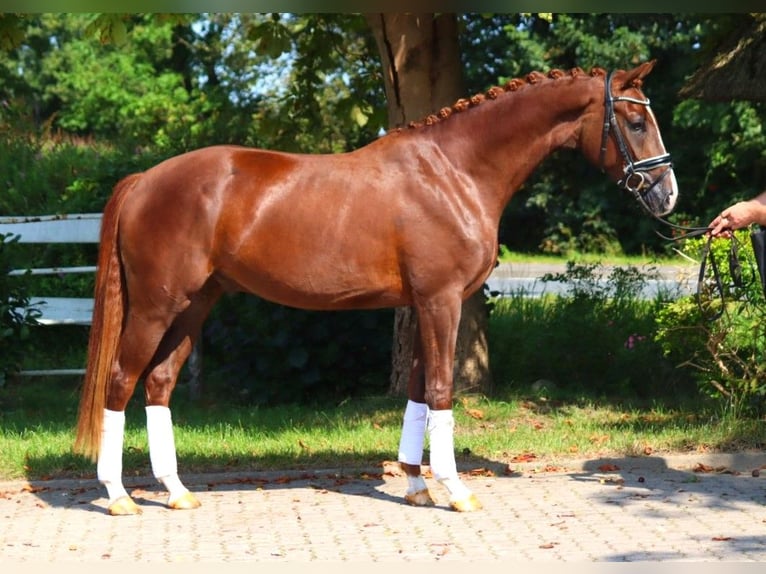 Hannoveriano Caballo castrado 3 años 166 cm Alazán-tostado in Selsingen