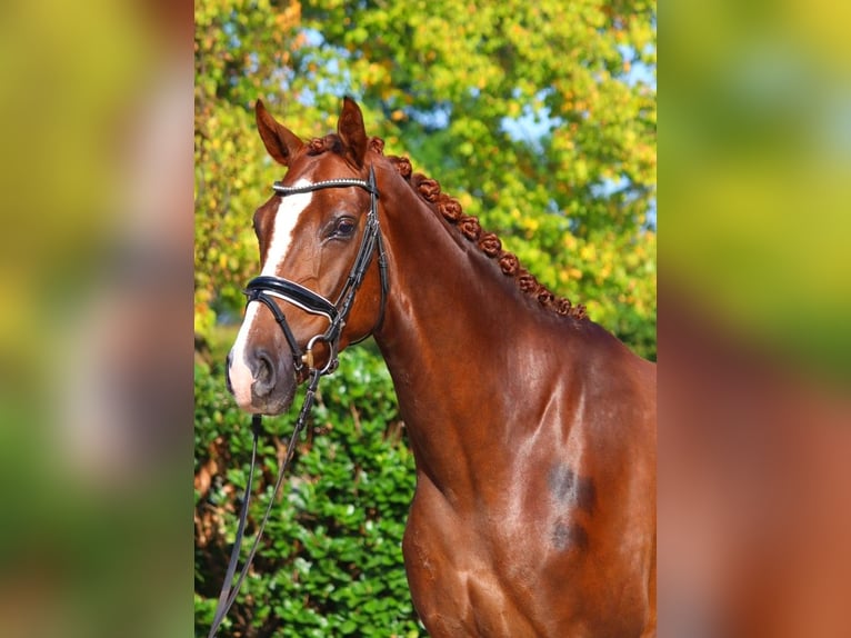 Hannoveriano Caballo castrado 3 años 166 cm Alazán-tostado in Selsingen