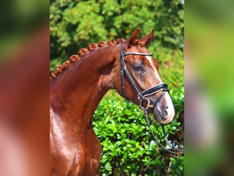 Hannoveriano Caballo castrado 3 años 166 cm Alazán-tostado in Selsingen