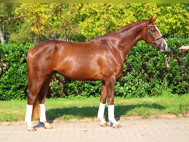 Hannoveriano Caballo castrado 3 años 166 cm Alazán-tostado in Selsingen