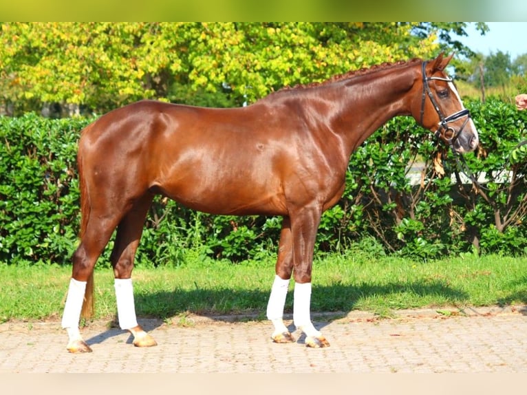 Hannoveriano Caballo castrado 3 años 166 cm Alazán-tostado in Selsingen