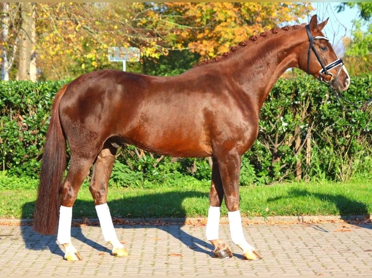 Hannoveriano Caballo castrado 3 años 166 cm Alazán-tostado in Selsingen