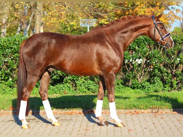 Hannoveriano Caballo castrado 3 años 166 cm Alazán-tostado in Selsingen