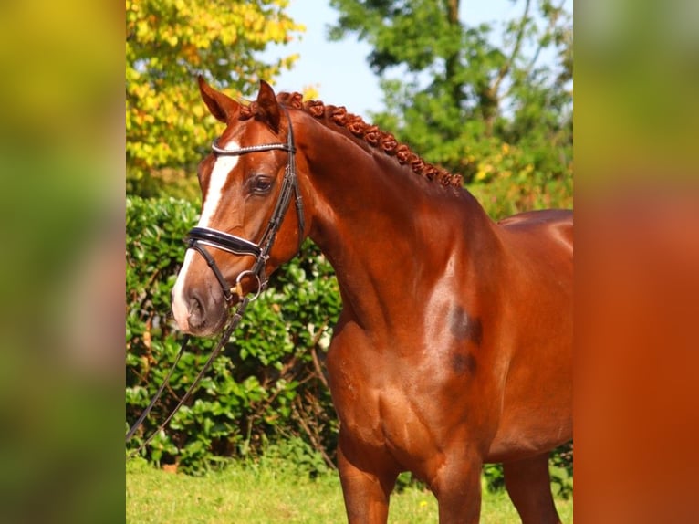 Hannoveriano Caballo castrado 3 años 166 cm Alazán-tostado in Selsingen