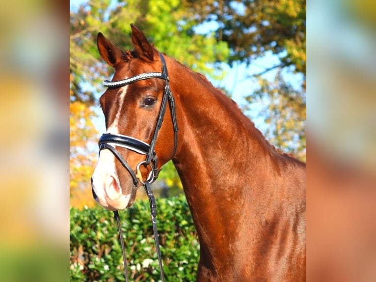 Hannoveriano Caballo castrado 3 años 166 cm Alazán-tostado in Selsingen