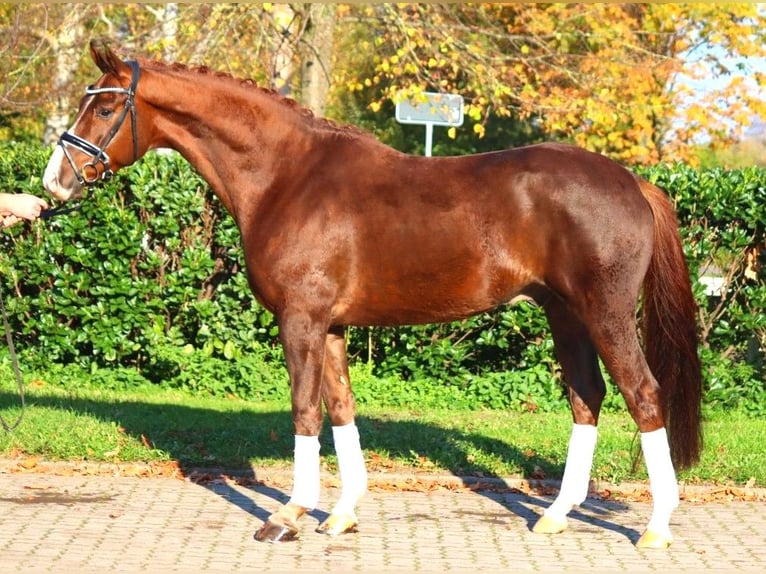 Hannoveriano Caballo castrado 3 años 166 cm Alazán-tostado in Selsingen